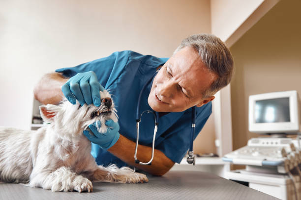 Best Emergency Denture Repair in Brewster, WA